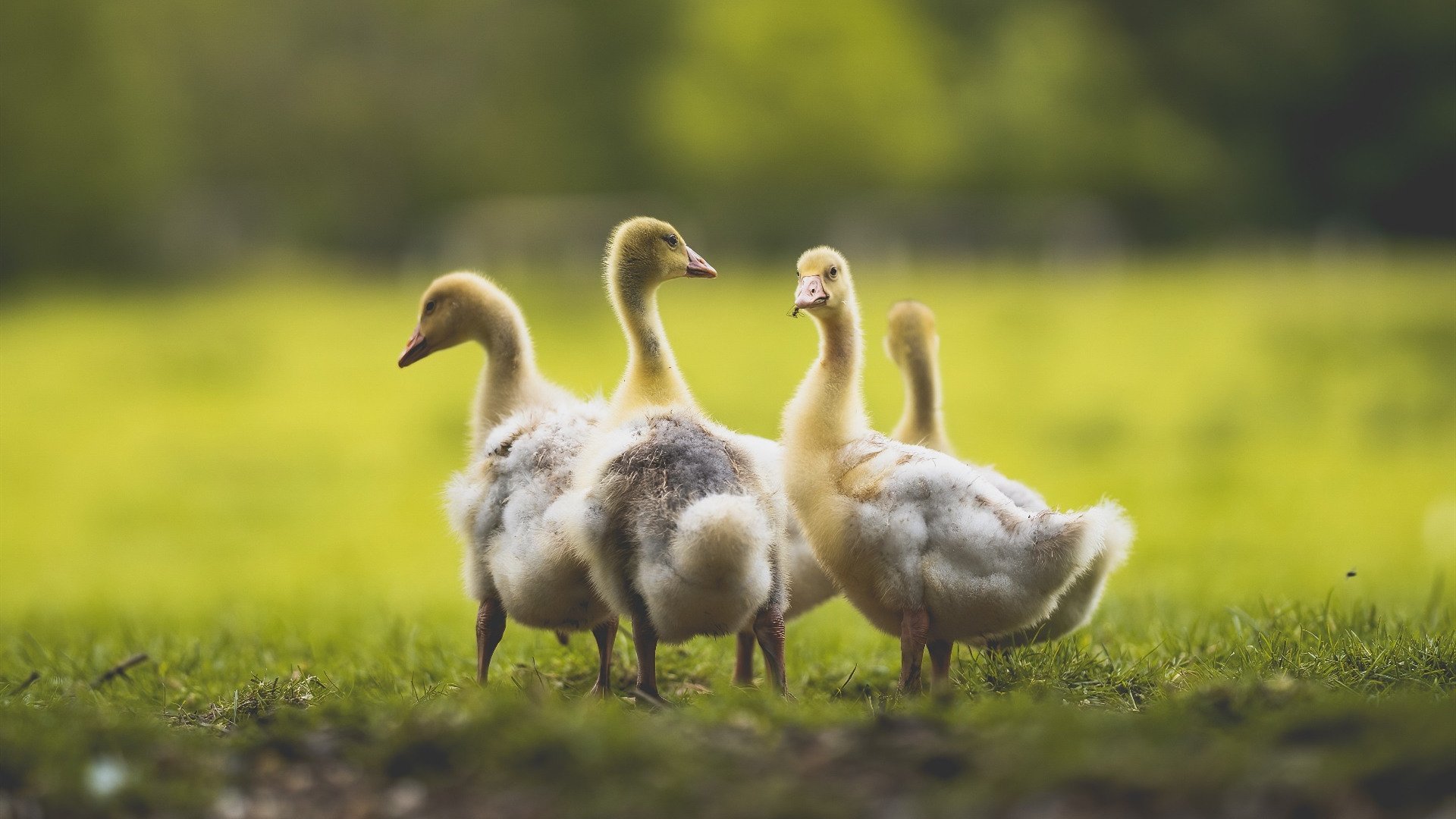 欧预赛中，法国队与意大利队的战斗激烈异常，争夺奥运资格，法国对意大利足球交战记录