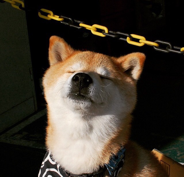 法甲新星崭露头角：未来韶华！，法甲新logo