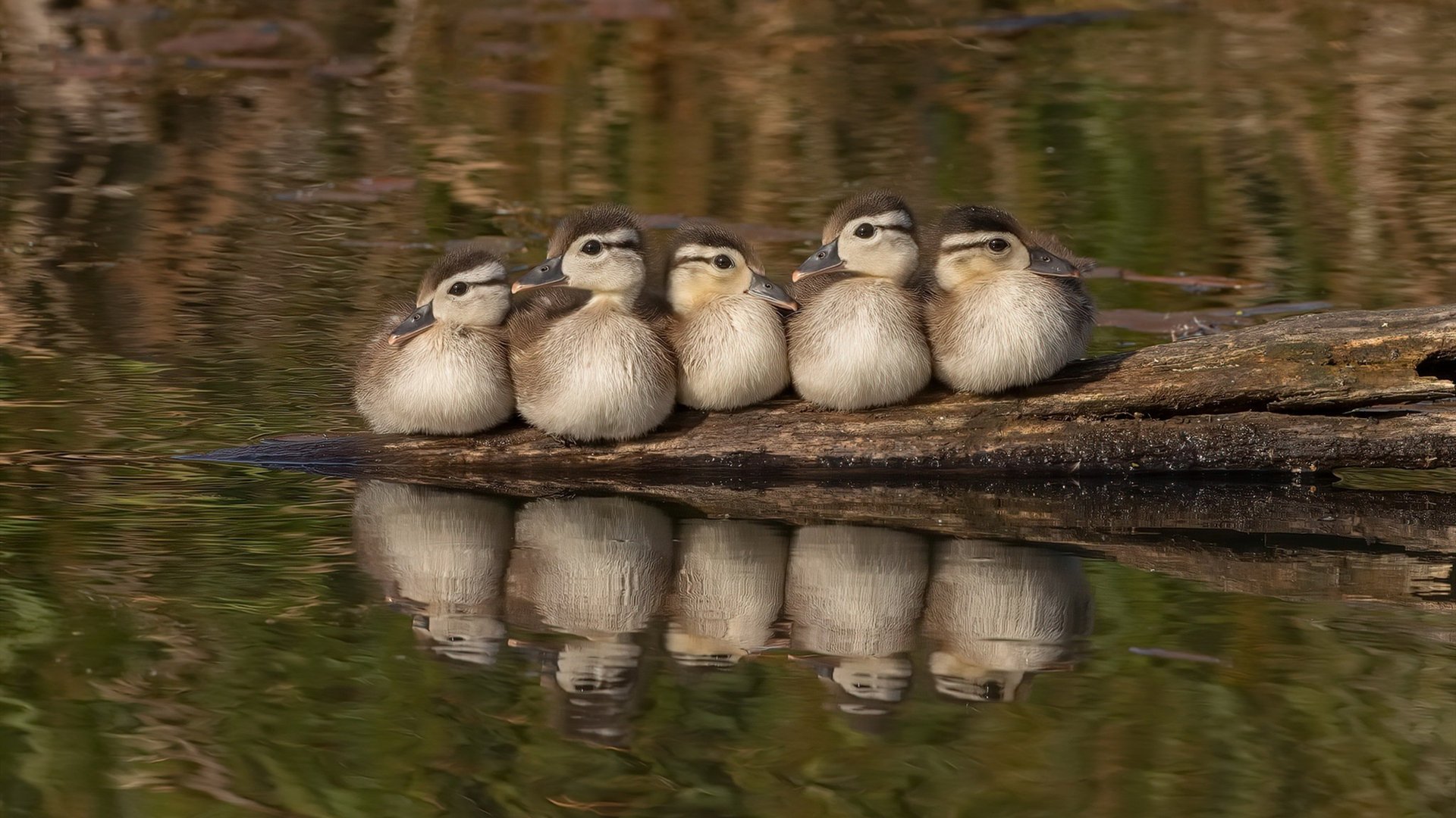 混合泳赛事比利时团队配合默契,混合泳 世界纪录
