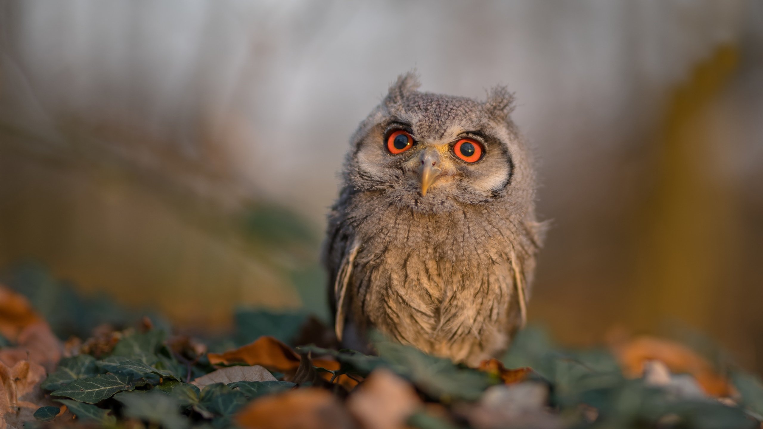 澳洲队精准换泳成就胜利关键,澳洲游泳冠军