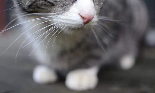 电竞数据分析人才紧缺推动高校开设新课，电竞赛事游戏数据分析师