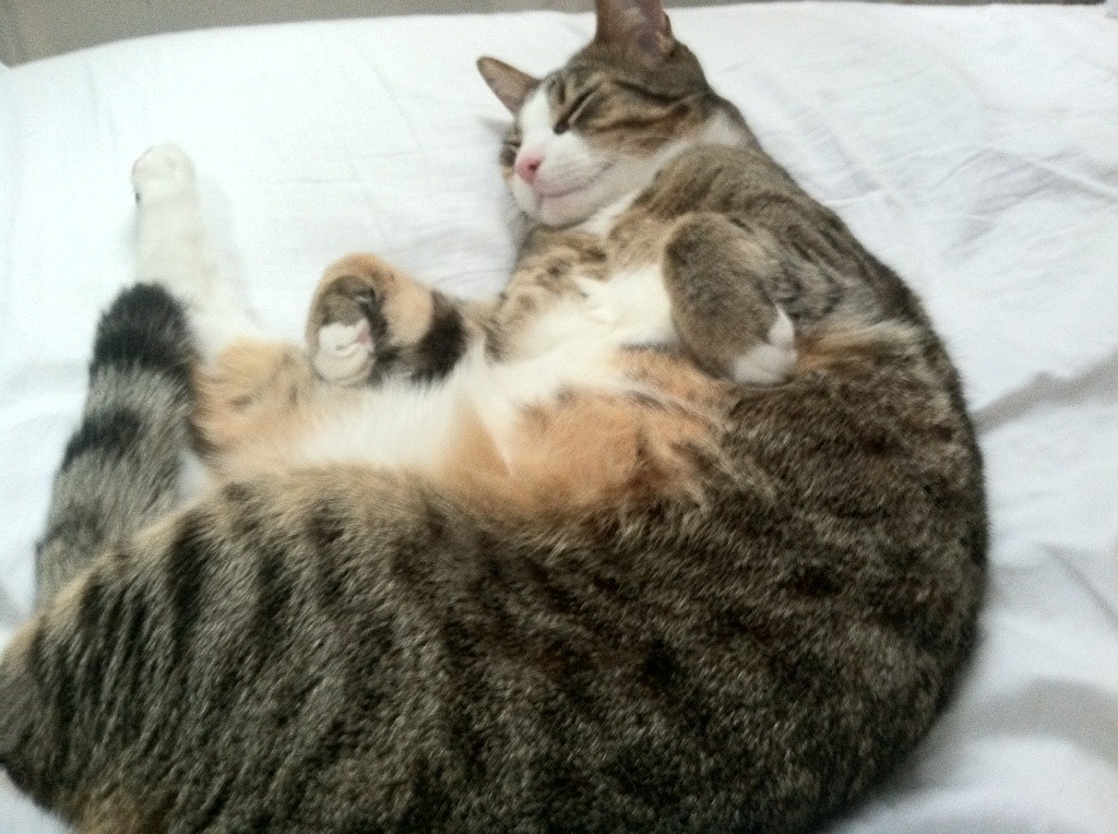 短距离王者之争 覃海洋沉着应战,覃海洋游泳运动员资料