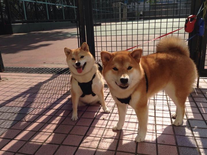 篮网锋线球员在对抗训练中多次封盖，篮网可以获得中锋