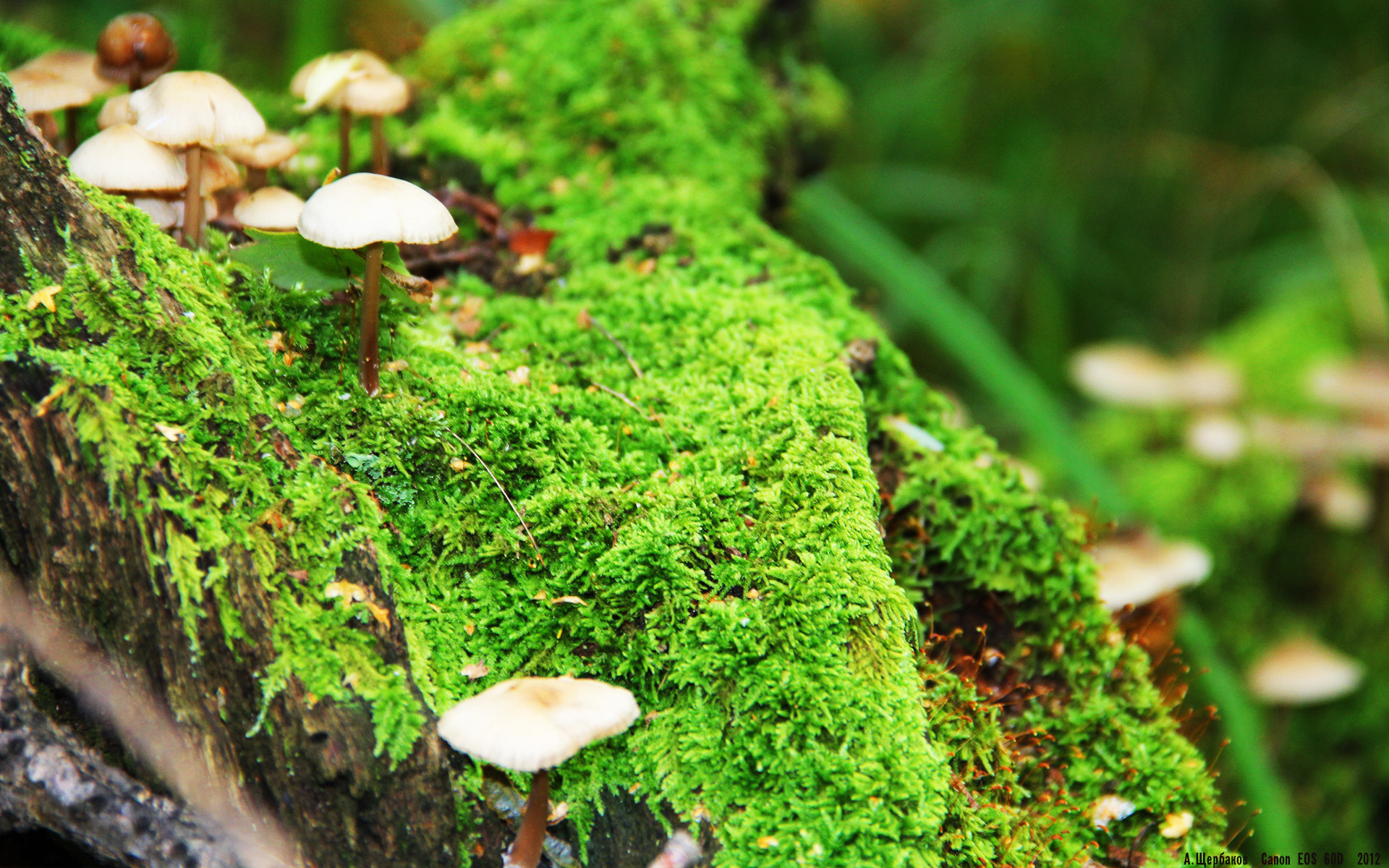 荷兰水球队点球大战中冷静应对，荷兰点球王子